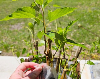 Mulberry Seedling - Everbearing Mulberry - Starter Plant - Rooted Mulberry Tree - Bare Root Tree -