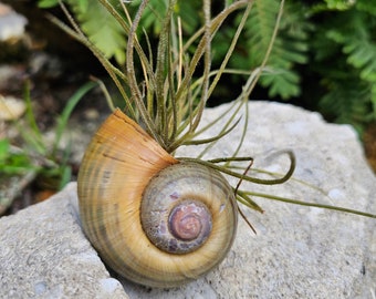 Apple Snail Air Plant Combo - Decor - Apple Snail Shell - Air Plant -