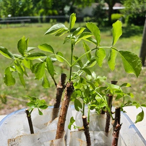 Elderberry Seedling - Rooted Elderberry Cutting - Elderberry Bush - American elderberry - Starter Plant -