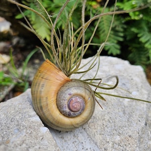 May include: A snail shell with a spiral design, in shades of tan, brown, and gray, sits on a gray rock. A small, green plant with thin, wiry stems and leaves emerges from the shell's opening. The background features green foliage.