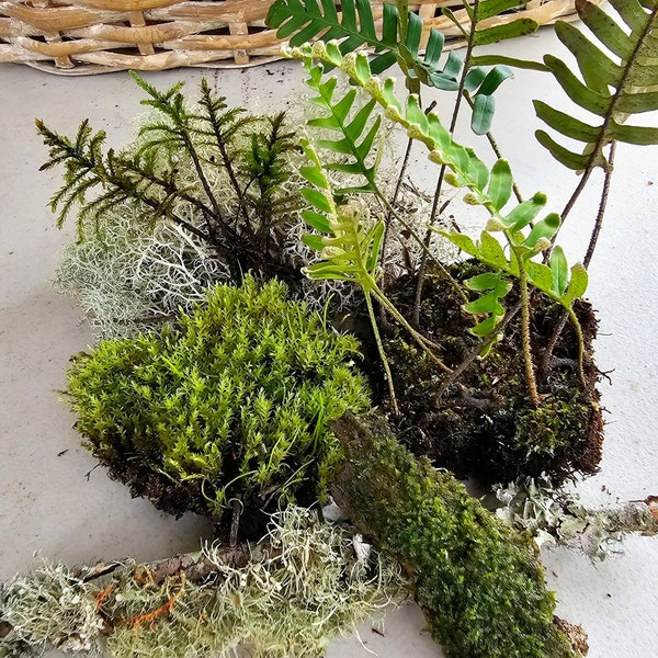 Terrarium Fern and Moss Mix - Resurrection Fern - Tree Moss - Tiny Vivarium Pondscape plants - Reindeer Moss - Ground Moss - Live Plants -