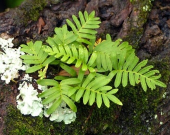 Live Tiny Terrarium Vivarium Pondscape Fern - Live Resurrection Fern - Two Four Inch Clumps - Live Terrarium Plant - Fern - mini fern -