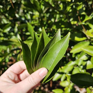 May include: A hand holding a small bundle of fresh, green bay leaves. The leaves are smooth, elongated, and have pointed tips. The background is a blurred view of a green leafy plant, suggesting an outdoor setting. The leaves are a vibrant green color.