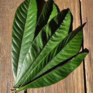 30 Organic Loquat Leaves - Freshly picked - Florida Grown - Japanese Plum Leaves - Loquat Tea - Decorative - Crafts -