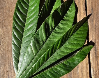 30 Organic Loquat Leaves - Freshly picked - Florida Grown - Japanese Plum Leaves - Loquat Tea - Decorative - Crafts -