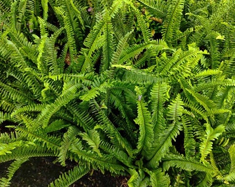 10 Live Boston Fern Clumps - Bare Root - Sword Fern - Plants - Ferns - Live Plant -