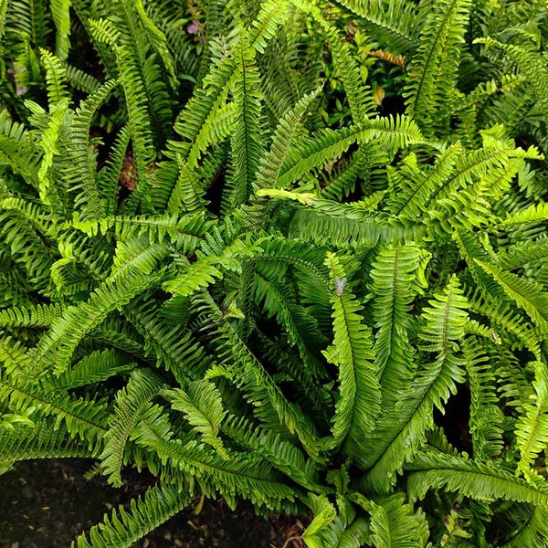 10 Live Boston Fern Clumps - Bare Root - Sword Fern - Plants - Ferns - Live Plant -
