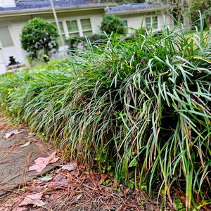 May include: A lush, green border of mondo grass with long, slender leaves. The grass is planted along a concrete walkway, with fallen leaves and pine needles scattered around the base. A white house is visible in the background.