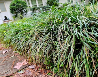 50 individual Mondo Grass plants - ornamental grass - bare root - border grass - Live Plant -