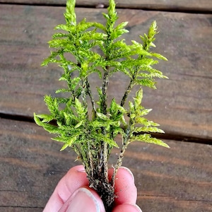 12 Live Tree Moss - Terrarium Moss - Tiny Tree Moss -