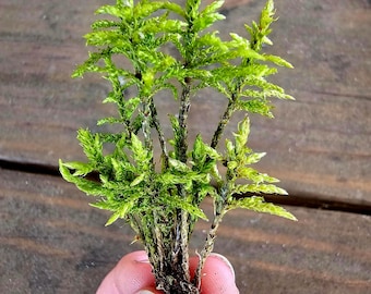 May include: A close-up of a vibrant green moss plant. The moss has a dense, textured appearance with multiple small, pointed leaves. The plant is held in a hand, showcasing its delicate structure and natural color against a wooden background.