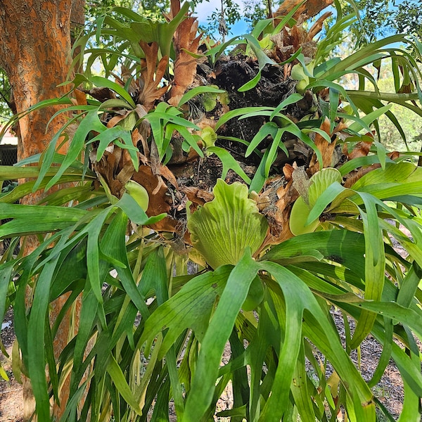 Staghorn Fern Starter - Live Plant - Elkhorn Starter Plant - Staghorn pup