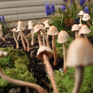 Set of Realistic tan mushrooms, mushroom lover gift, boho decor, terrarium accessory