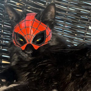 SpiderCat Mask – Superhero Style for Your Feline Friend!