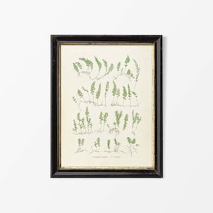 Vintage Fern Botanical Drawing Illustration, Neutral Leaf Wall Art, Antique Plant Still Life Painting, Farmhouse PHYSICAL Paper Print #0619