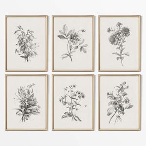 Set of Six Vintage Botanical Drawings, Neutral Flower Sketches, Minimalist Antique Wall Art, Floral Décor, PHYSICAL Paper Prints #S6-0006