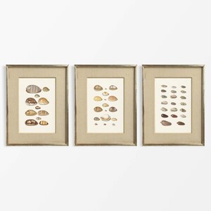 May include: Set of three framed prints featuring illustrations of various seashells in shades of brown, beige, and white. The prints are displayed on a white wall.