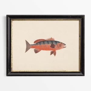 May include: A framed print of a red and black fish with black spots. The fish is swimming to the right. The frame is black with a gold trim.