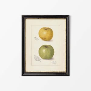 Antiker Apfel Zeichnung, Obst Wand Kunst, Vintage Stillleben Aquarell Malerei, Landhaus Bauernhaus Küche Dekor, PHYSIKALISCHER Papier Druck #0472