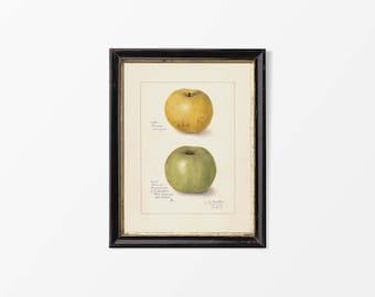 19世紀後半の英国派による水彩画 - 果物と花の静物画 オリジナル