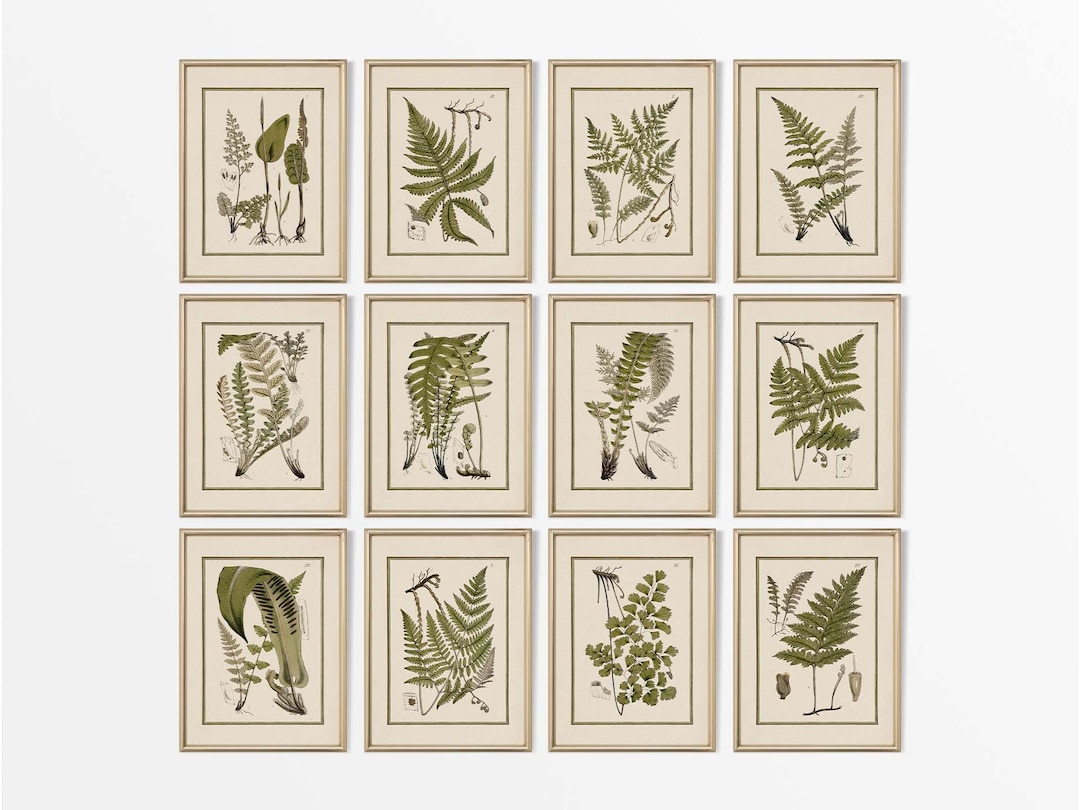 Set of Twelve Vintage Fern Botanical Drawings, Neutral Leaf Wall Art ...