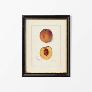 May include: A vintage botanical illustration of a peach, showing both a whole peach and a halved peach. The peach is a light orange colour with a red blush. The illustration is framed in a black frame with a gold mount.