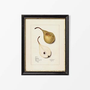 May include: Framed botanical print showing two pears, one whole and one sliced, with detailed illustrations. The pears are in green and yellow, with a black frame and gold trim. The print includes handwritten text, typical of botanical art.