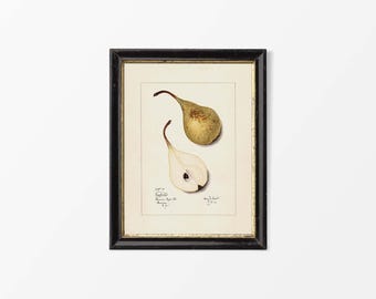 19世紀後半の英国派による水彩画 - 果物と花の静物画 オリジナル