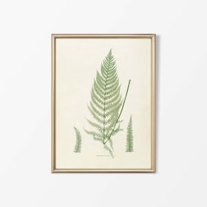Antique Fern Botanical Drawing, Neutral Leaf Still Life Painting, Vintage Plant Wall Art Illustration, Farmhouse PHYSICAL Paper Print #0624