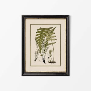 Antique Fern Botanical Drawing, Neutral Leaf Wall Art, Vintage Plant Still Life Painting, Country Farmhouse Décor PHYSICAL Paper Print #0849