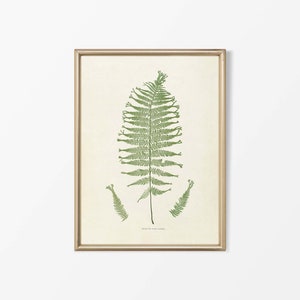 Vintage Fern Botanical Drawing, Neutral Leaf Still Life Painting, Antique Plant Wall Art Illustration, Farmhouse PHYSICAL Paper Print #0623