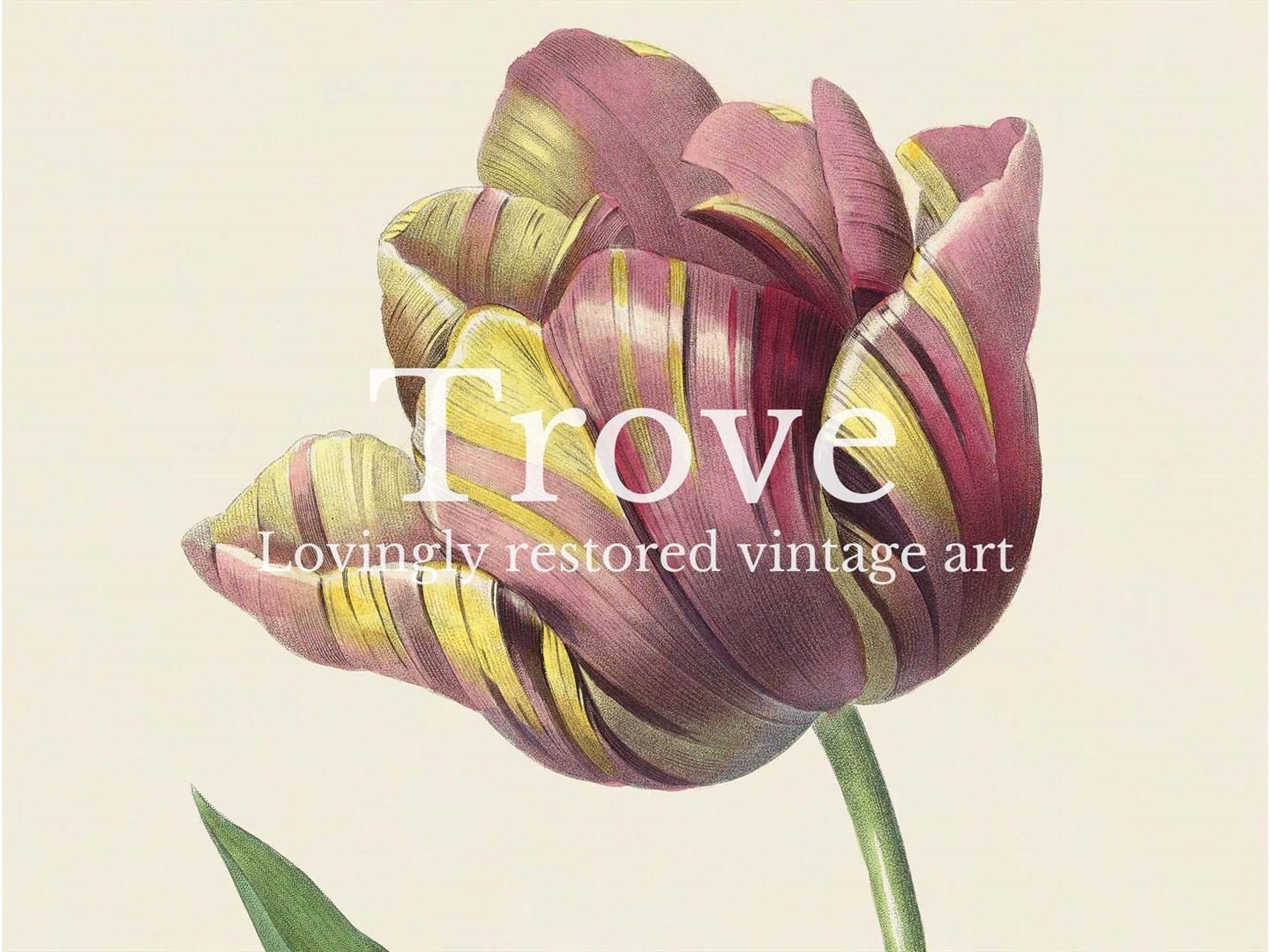 Vintage Tulip Botanical Drawing Illustration, Antique Floral Still