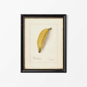 Antique Banana Drawing, Fruit Wall Art, Vintage Still Life Watercolour Painting, Country Farmhouse Kitchen Décor, PHYSICAL Paper Print #0481