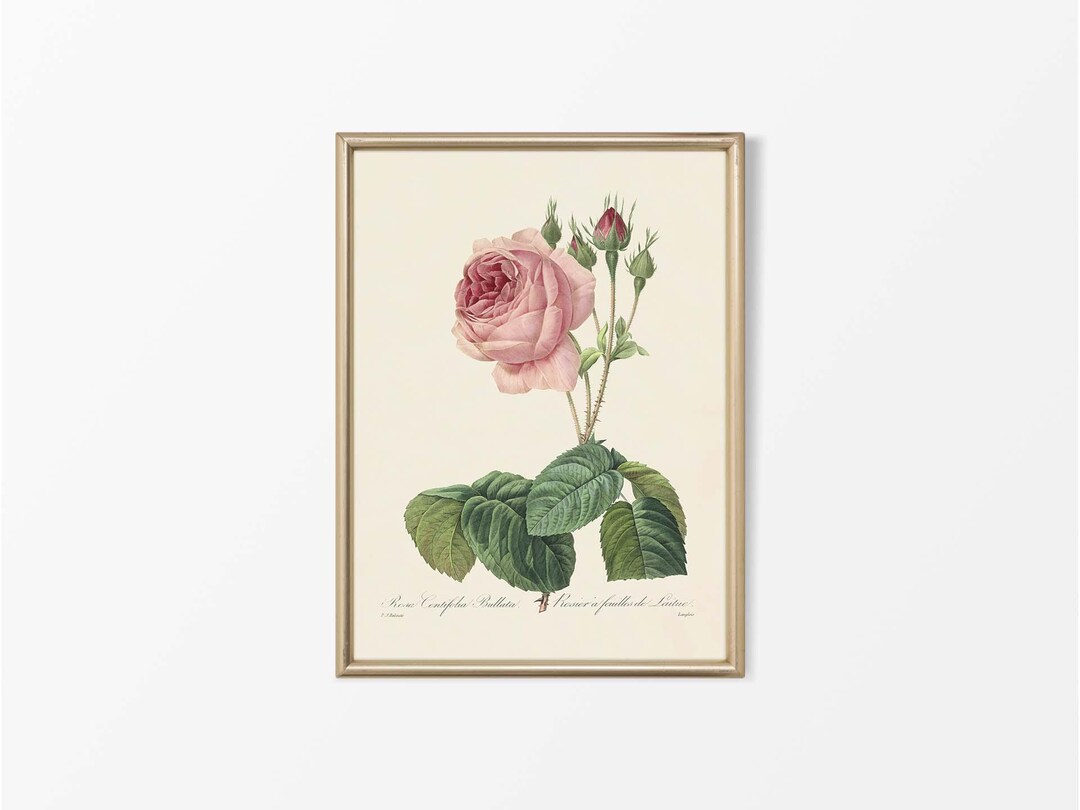 Antique Floral Still Life Painting, Vintage Pink Rose Botanical Drawing ...