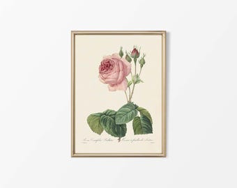 Peut inclure: Impression botanique encadrée d'une rose rose avec des feuilles et des boutons verts. L'œuvre d'art est une illustration vintage avec des éléments botaniques détaillés, sur fond crème, encadrée dans un cadre doré.
