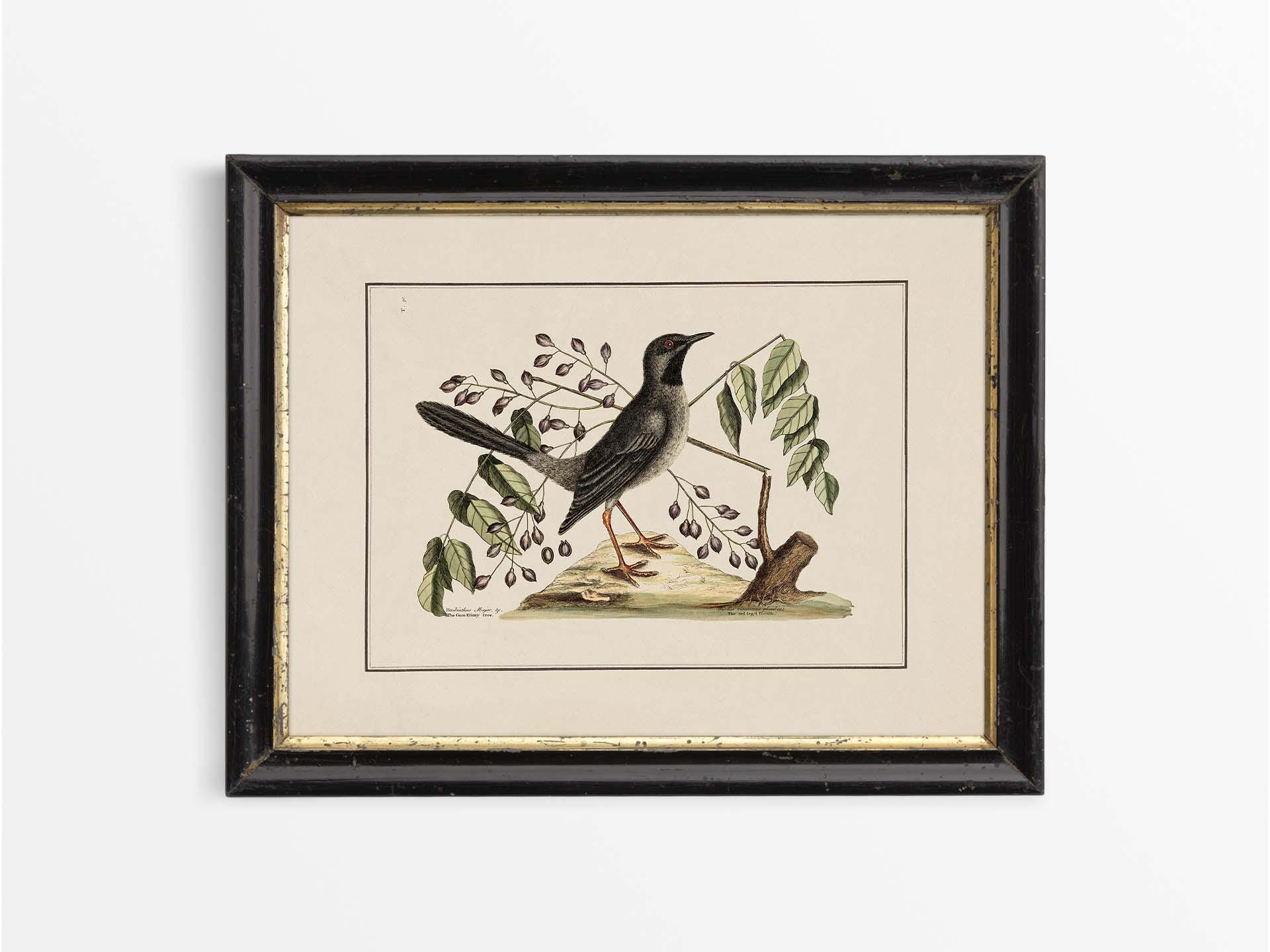 Set of Six Rustic Antique Bird Illustrations, Vintage Countryside