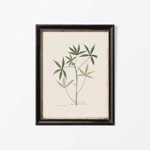 Op de afbeelding: Een ingelijste botanische illustratie van een groene plant met vijf bladeren. De illustratie is op een crèmekleurige achtergrond met een gouden lijst en een zwarte buitenlijst. De tekst "L. Ramosa" is onder de illustratie gedrukt.