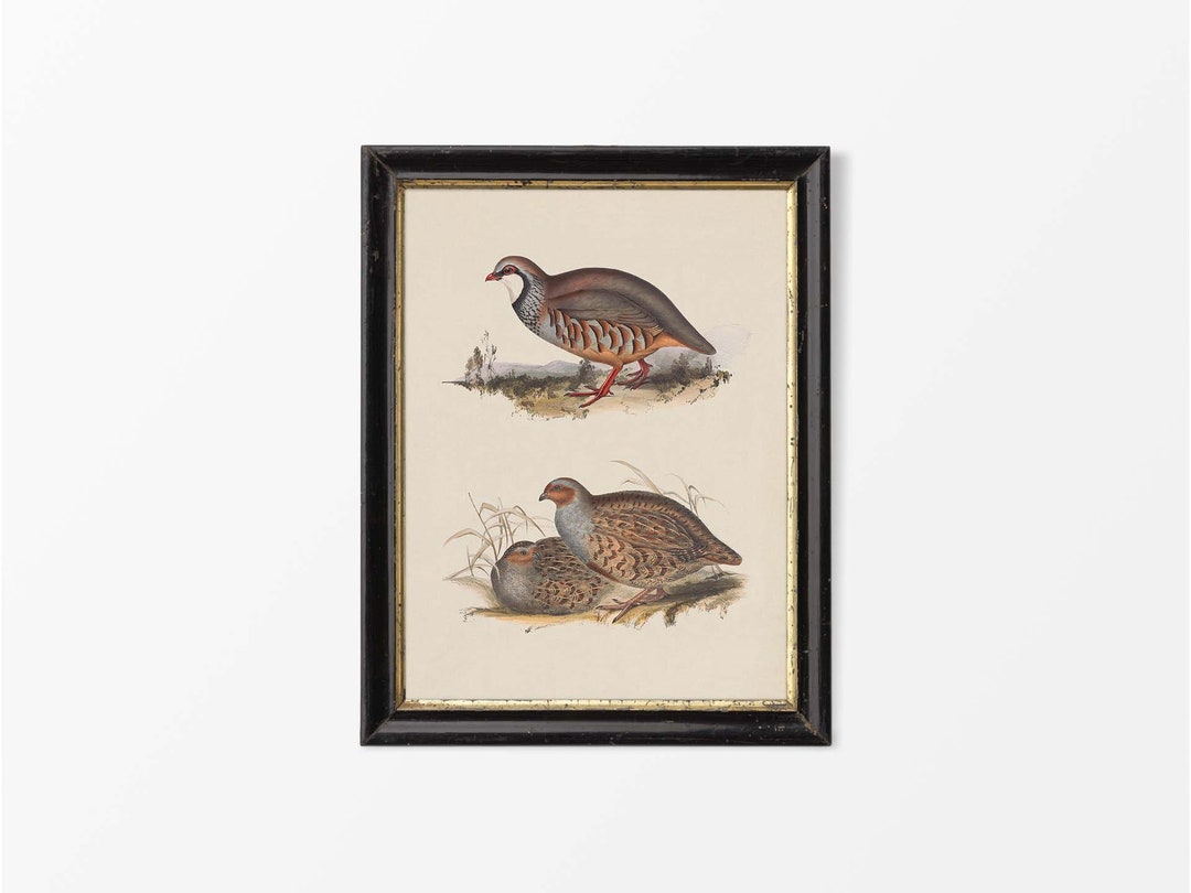 Nature Morte Perdrix Francolin, Taxidermie, Still-life Partridge, Fabrication Française, Neuve