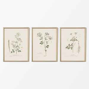 May include: Set of three botanical prints featuring illustrations of different types of flowers. The prints are framed in gold and have a white background.