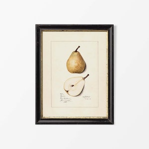 Vintage Birne Zeichnung, Obst Wandkunst, Stillleben Aquarell Malerei, Land Bauernhaus Küche Dekor, PHYSIKALISCHER Papierdruck #0635
