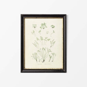 Antique Fern Botanical Drawing Illustration, Neutral Leaf Wall Art, Vintage Plant Still Life Painting, Farmhouse PHYSICAL Paper Print #0620