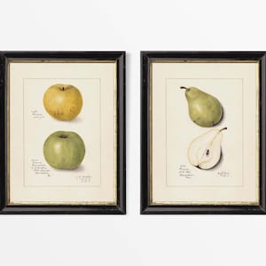 Set von zwei antiken Apfel Birnen Zeichnungen, Vintage Obst Wand Kunst Gemälde, Bauernhaus Küchen Dekor, PHYSIKALISCHER Papierdruck # S2-0058