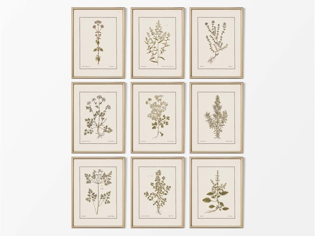 Set of Nine Herb Wall Art, Antique Botanical Drawings, Vintage Still ...