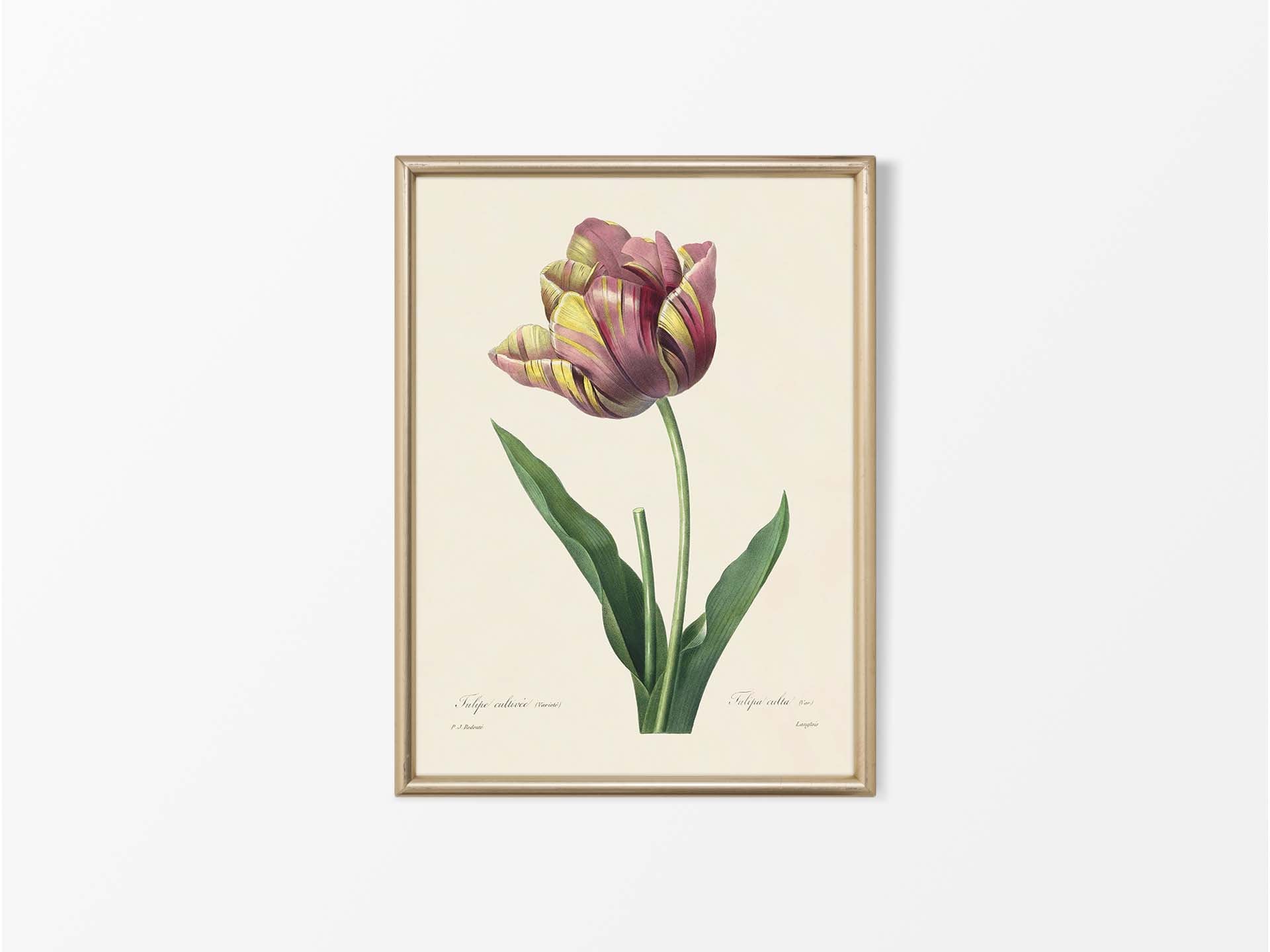 Vintage Tulip Botanical Drawing Illustration, Antique Floral Still