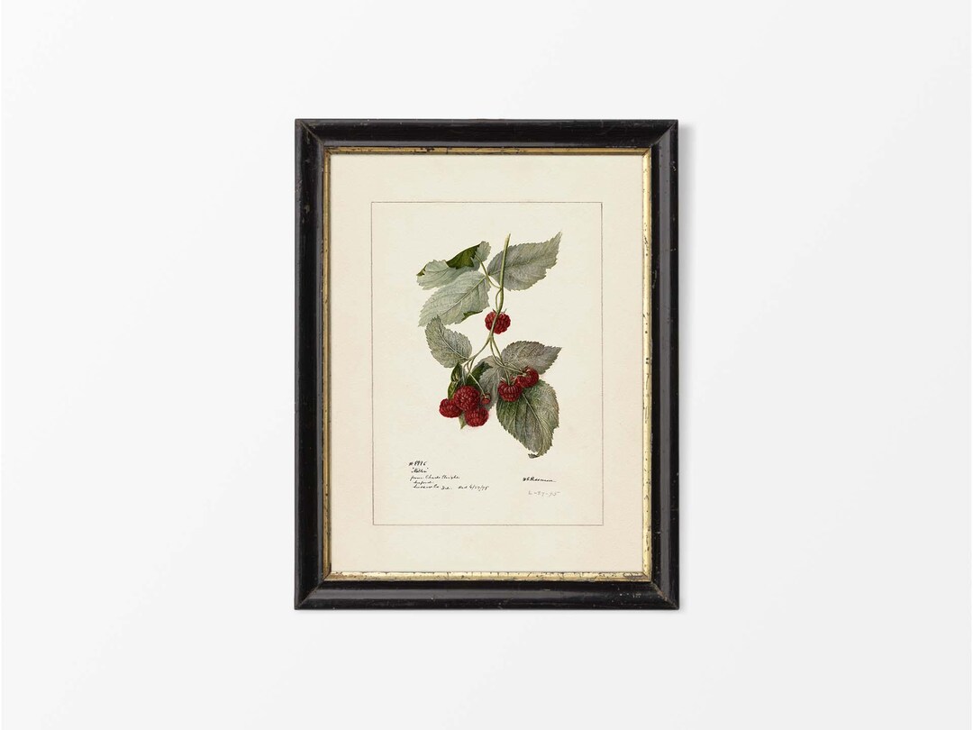 Antique Raspberry Drawing, Vintage Fruit Wall Art, Still Life ...