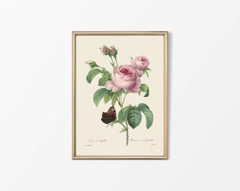 Peut inclure: Une illustration botanique vintage d'une rose rose avec des feuilles vertes et un papillon brun. L'image est encadrée dans un cadre doré et porte le texte "Rose à cent feuilles" et "Rose à cent feuilles" écrit sous l'image.