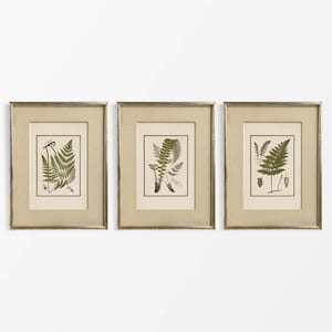 Könnte beinhalten: Drei gerahmte botanische Drucke mit detaillierten Illustrationen von Farnen. Die Drucke haben einen cremefarbenen Hintergrund mit schwarzem Rand und sind in goldfarbenen Rahmen gefasst. Die Farne sind in Grüntönen dargestellt.