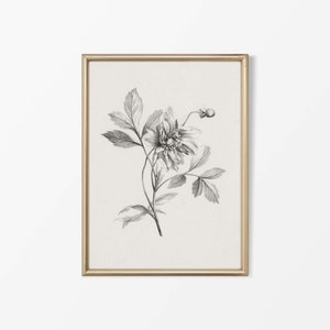 Botanical Flower Sketch Drawing Print | Neutral Vintage Wall Art | Antique Country Farmhouse Décor | PHYSICAL Paper Print #0055