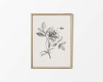 Impression de dessin de croquis de fleur botanique | Art mural vintage neutre | Décor de ferme de campagne antique | Impression papier PHYSIQUE #0055