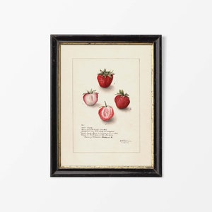 Vintage Erdbeer Zeichnung, Obst Wand Kunst, Antike Stillleben Aquarell Malerei, Bauernhaus Küche Dekor, PHYSIKALISCHER Papier Druck #0630